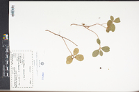 Gaultheria procumbens image