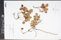 Gaultheria procumbens image