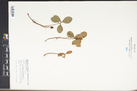 Gaultheria procumbens image