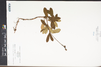 Chimaphila umbellata image