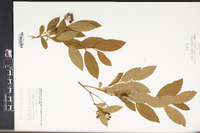 Lyonia mariana image