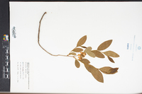 Lyonia mariana image