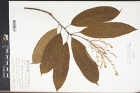 Oxydendrum arboreum image