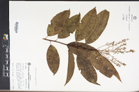 Oxydendrum arboreum image