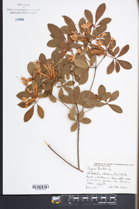 Rhododendron atlanticum image