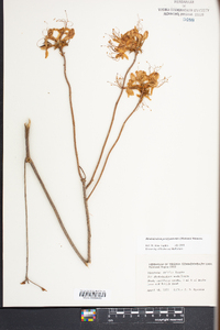 Rhododendron periclymenoides image