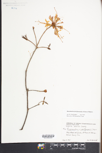 Rhododendron periclymenoides image