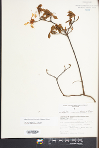 Rhododendron periclymenoides image