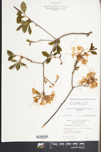 Rhododendron periclymenoides image