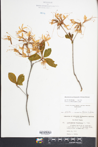 Rhododendron periclymenoides image