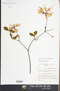 Rhododendron periclymenoides image