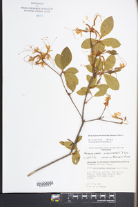 Rhododendron periclymenoides image