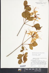 Rhododendron periclymenoides image