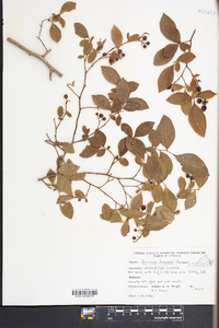 Vaccinium formosum image