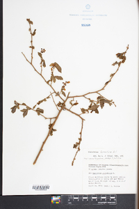 Vaccinium fuscatum image