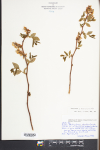 Vaccinium x marianum image