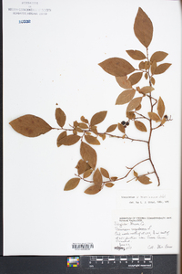 Vaccinium x marianum image