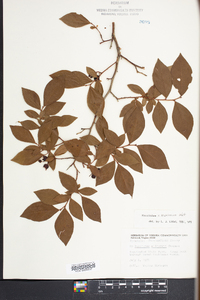 Vaccinium x marianum image