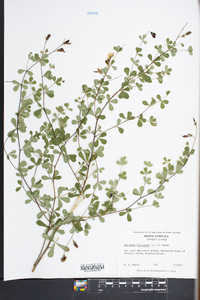 Baptisia tinctoria image