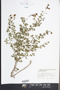 Baptisia tinctoria image