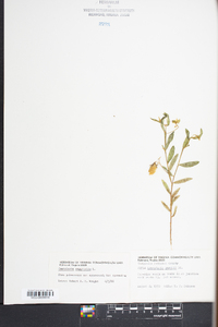 Crotalaria sagittalis image