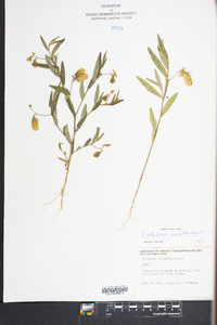 Crotalaria sagittalis image