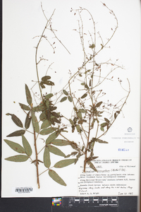 Desmodium laevigatum image