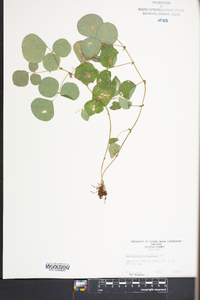 Desmodium rotundifolium image