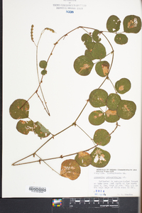 Desmodium rotundifolium image