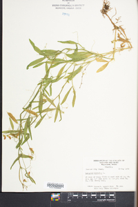 Lathyrus hirsutus image