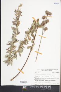 Lespedeza capitata image