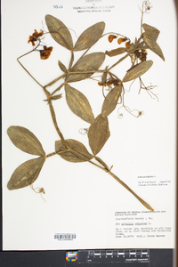 Lathyrus latifolius image