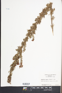 Lespedeza cuneata image