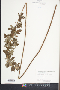 Lespedeza capitata image