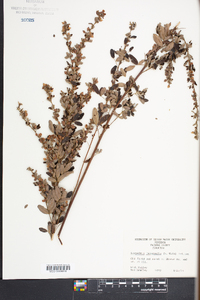 Lespedeza intermedia image