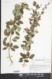 Lespedeza × nuttallii image