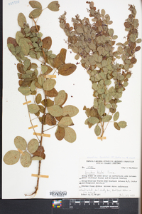 Lespedeza thunbergii image