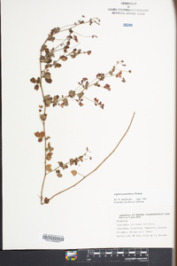 Lespedeza procumbens image