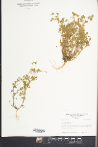 Medicago minima image