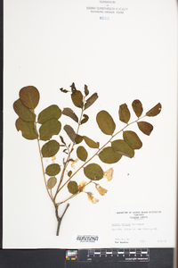 Robinia kelseyi image