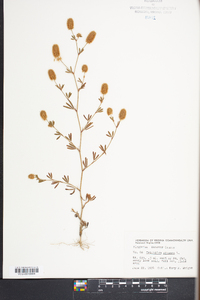 Trifolium arvense image