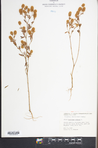 Trifolium arvense image