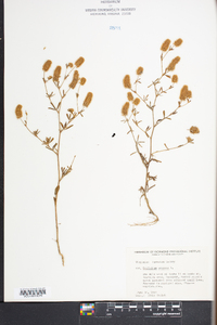 Trifolium arvense image