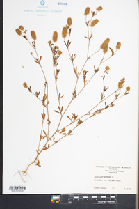 Trifolium arvense image