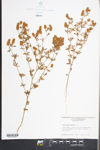 Trifolium arvense image