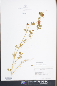 Trifolium aureum image