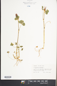 Trifolium incarnatum image