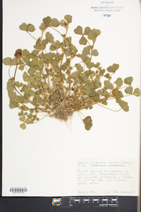 Trifolium incarnatum image