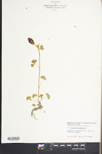 Trifolium incarnatum image