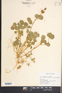 Trifolium incarnatum image